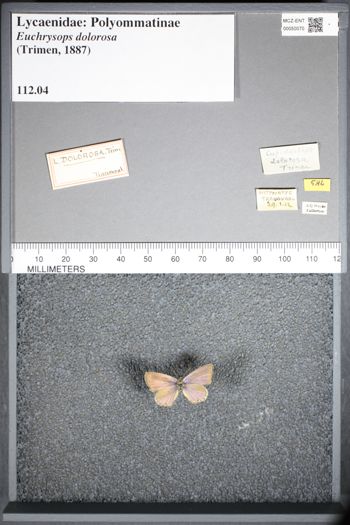 Media type: image;   Entomology 50070